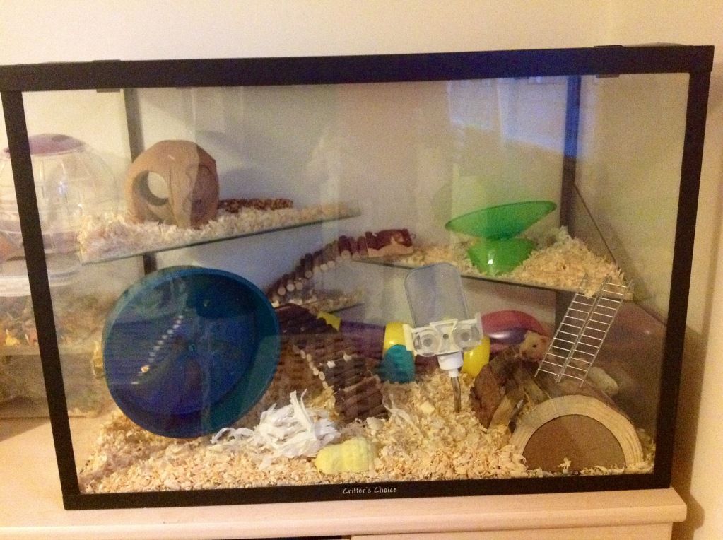 Glass Hamster Cage